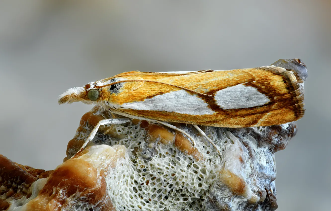 Photo wallpaper butterfly, insect, moth