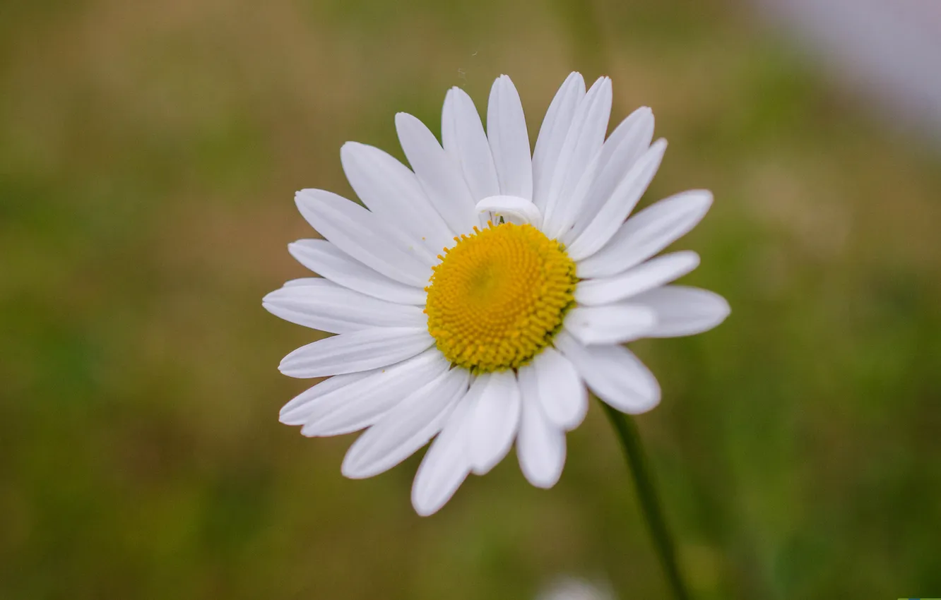 Photo wallpaper flowers, chamomile, petals