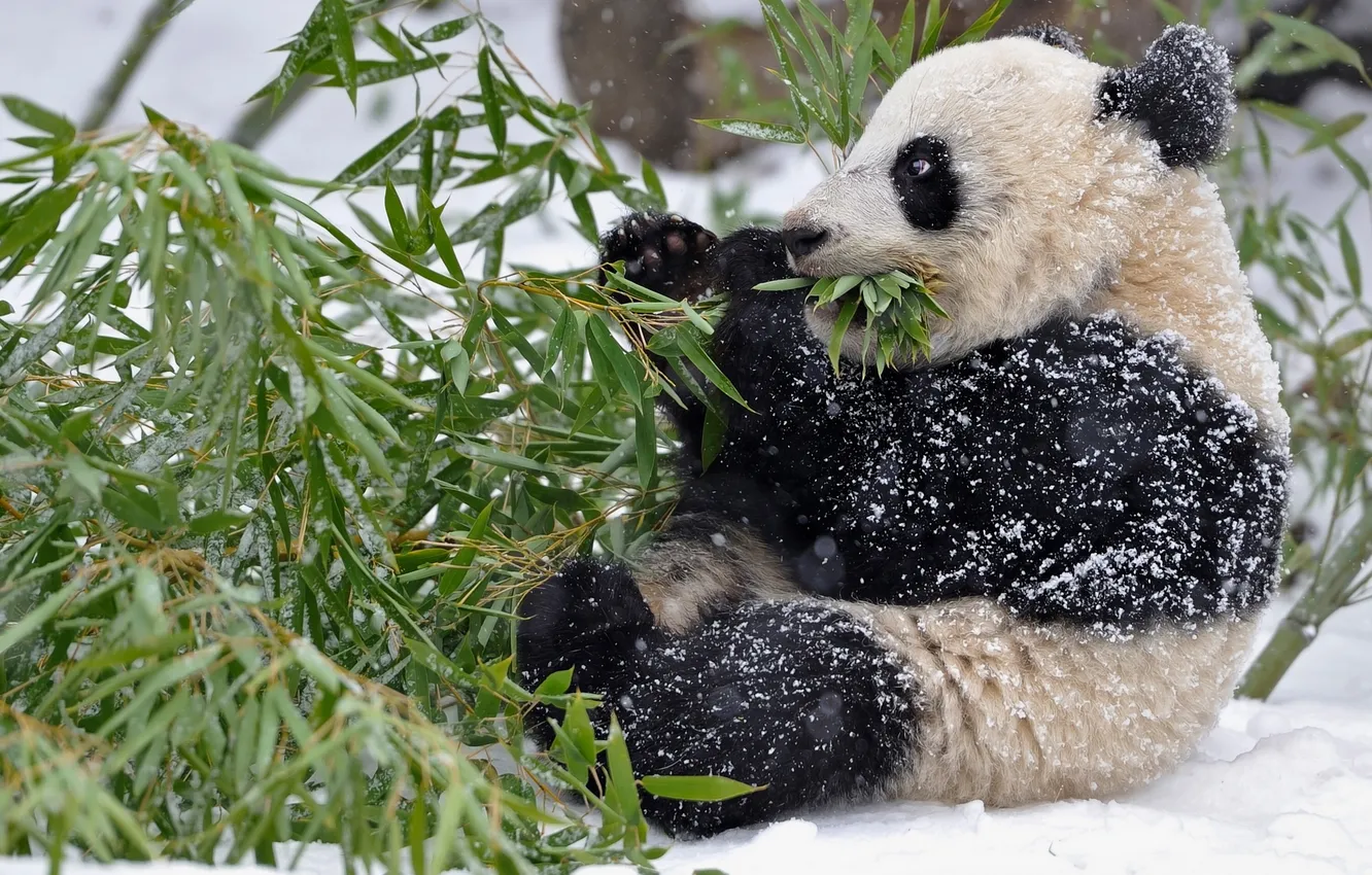 Photo wallpaper winter, leaves, snow, branches, bamboo, Panda