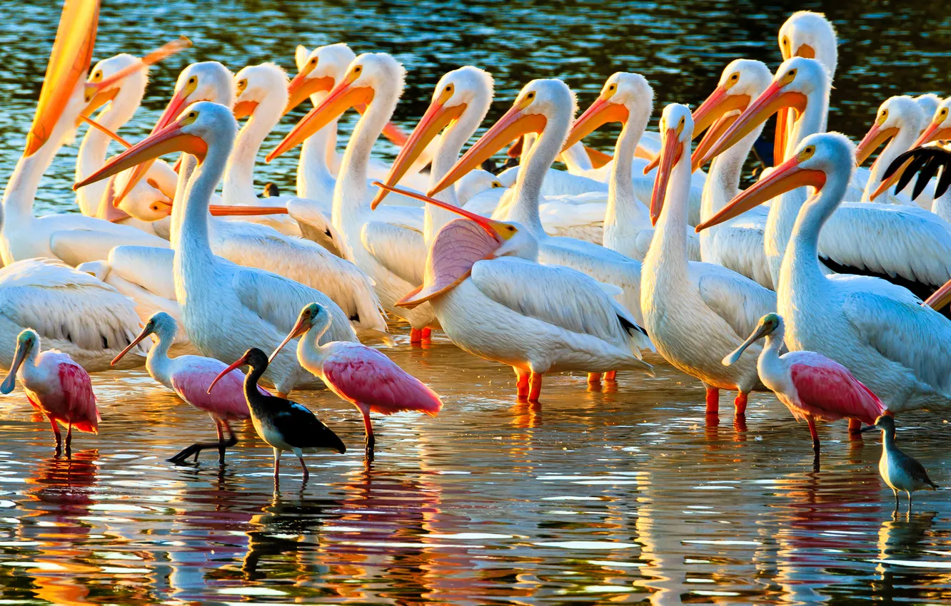 Photo wallpaper water, bird, shore, color, feathers, beak, Pelican