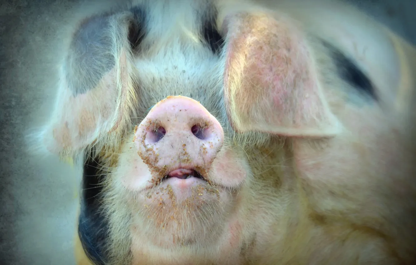 Photo wallpaper face, background, pig