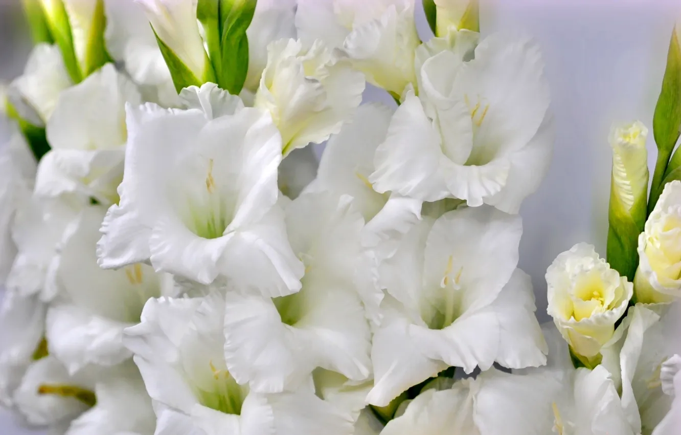 Photo wallpaper white, macro, gladiolus