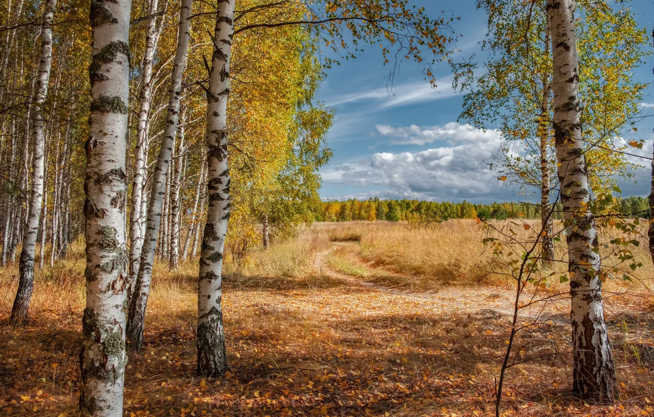 Photo wallpaper road, field, autumn, forest, the sky, clouds, trees, nature