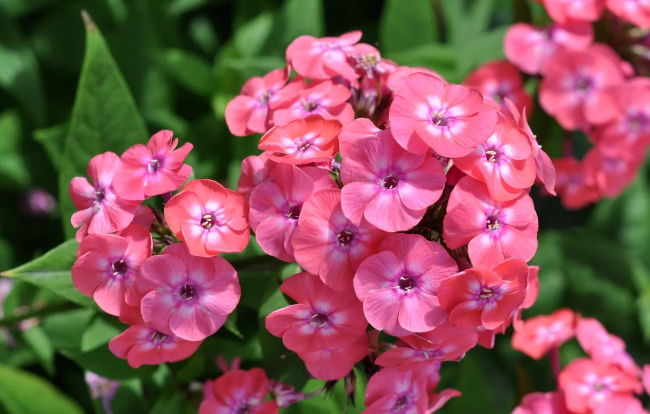 Photo wallpaper flowers, Phlox, pink Phlox