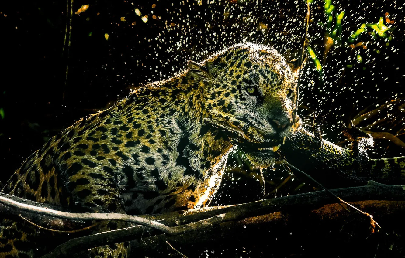 Photo wallpaper Water, Jaguar, Face, Predator, Squirt, Crocodile, Wild cat, The dark background