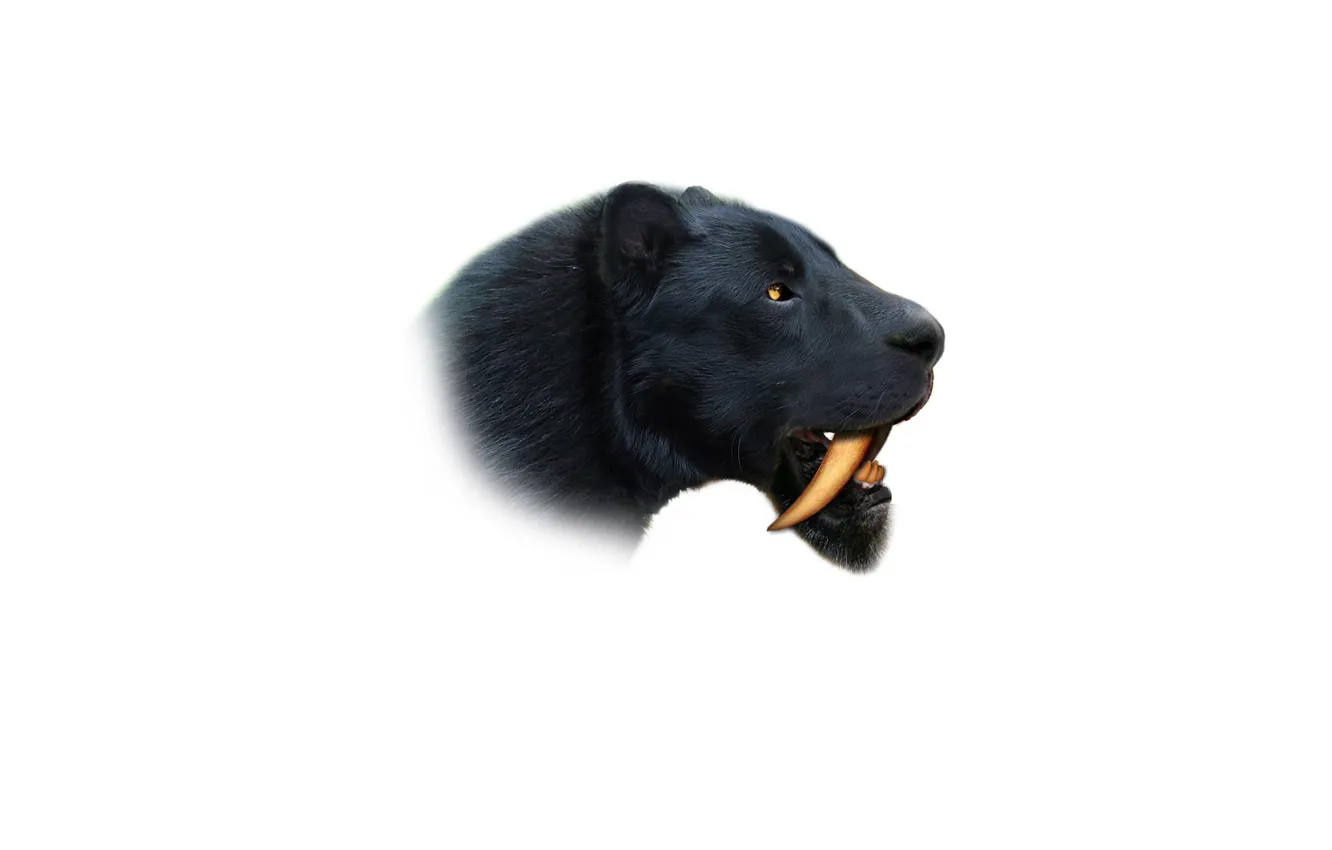 Photo wallpaper cat, predator, wool, fangs