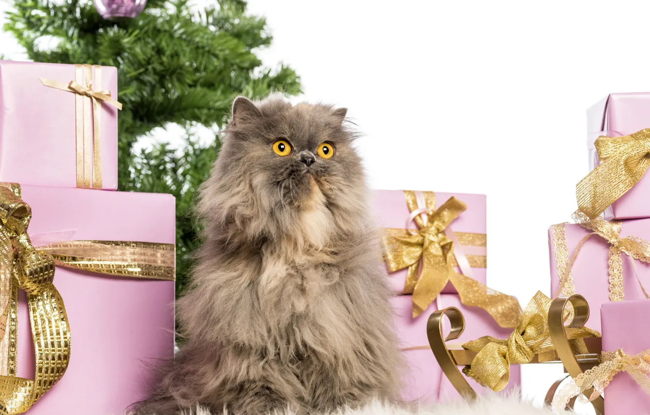 Photo wallpaper cat, box, gift, new year, fluffy, pers