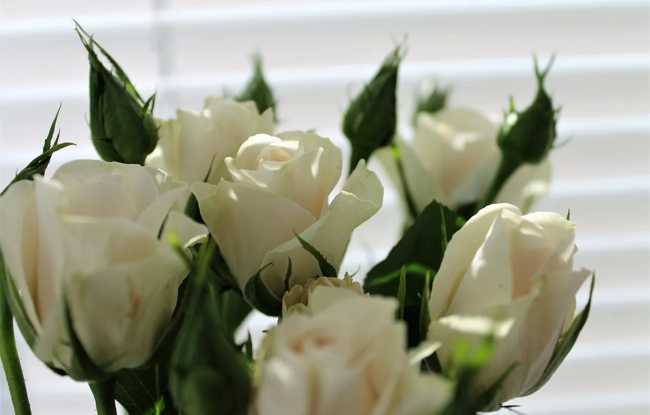 Photo wallpaper flowers, roses, spring, white roses, spray roses, shrub roses