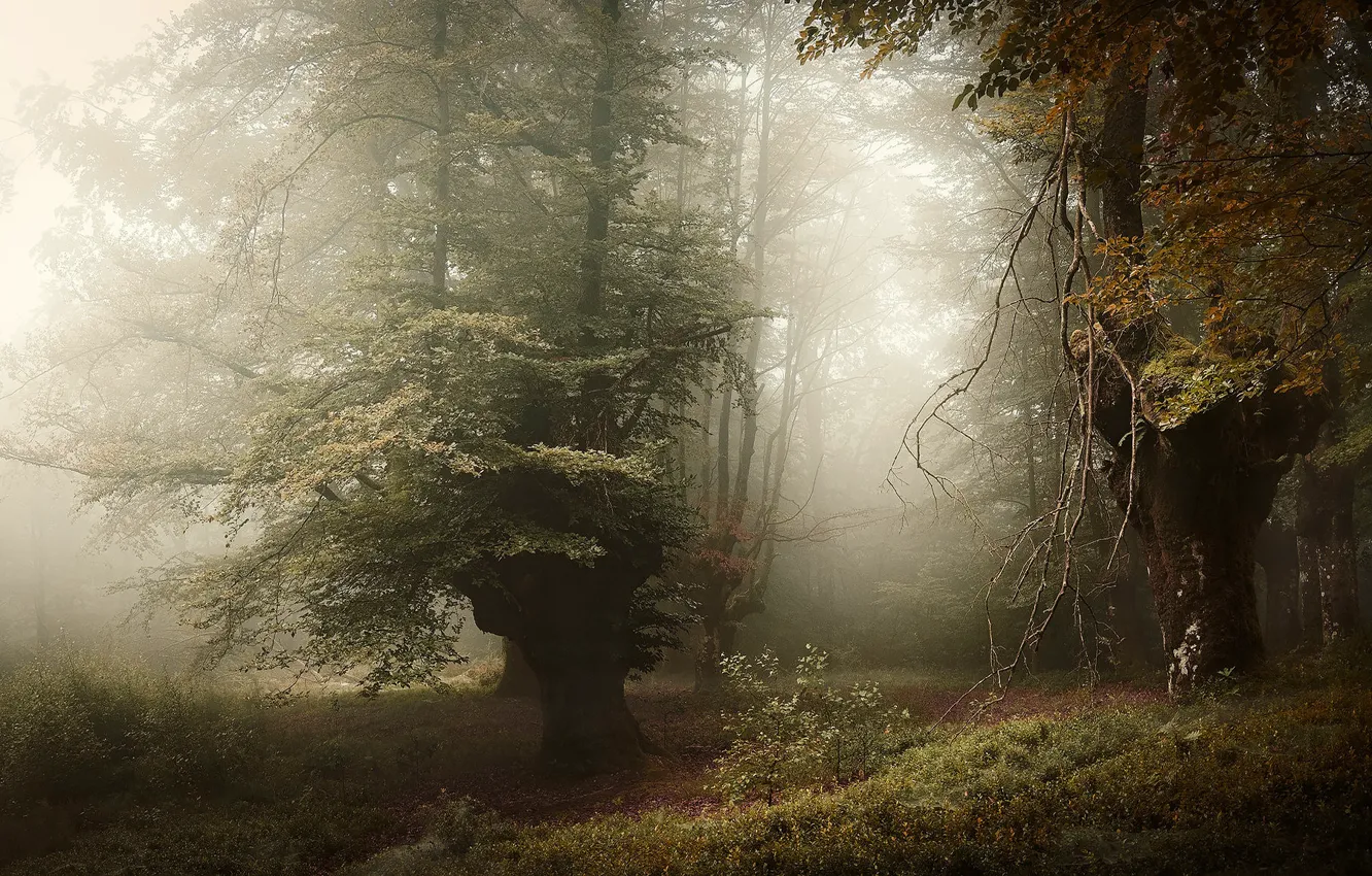 Photo wallpaper autumn, forest, trees, branches, fog, Park, foliage, morning