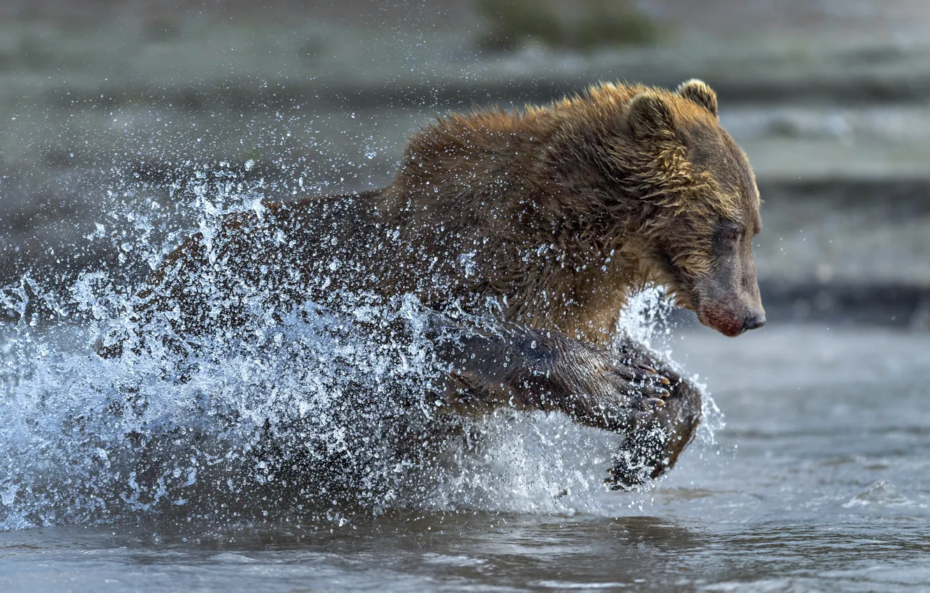 Photo wallpaper water, squirt, bear, running
