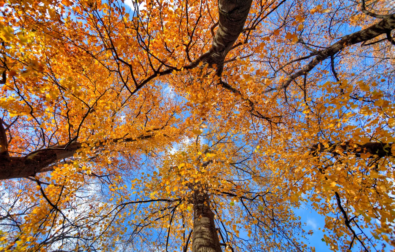Photo wallpaper autumn, the sky, leaves, trees, trunk