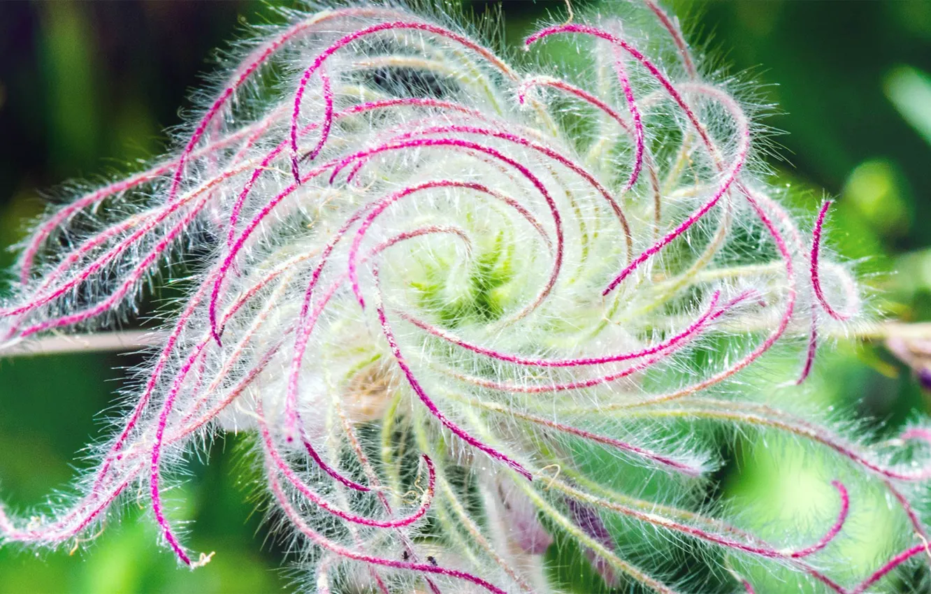 Photo wallpaper nature, petals, exotic