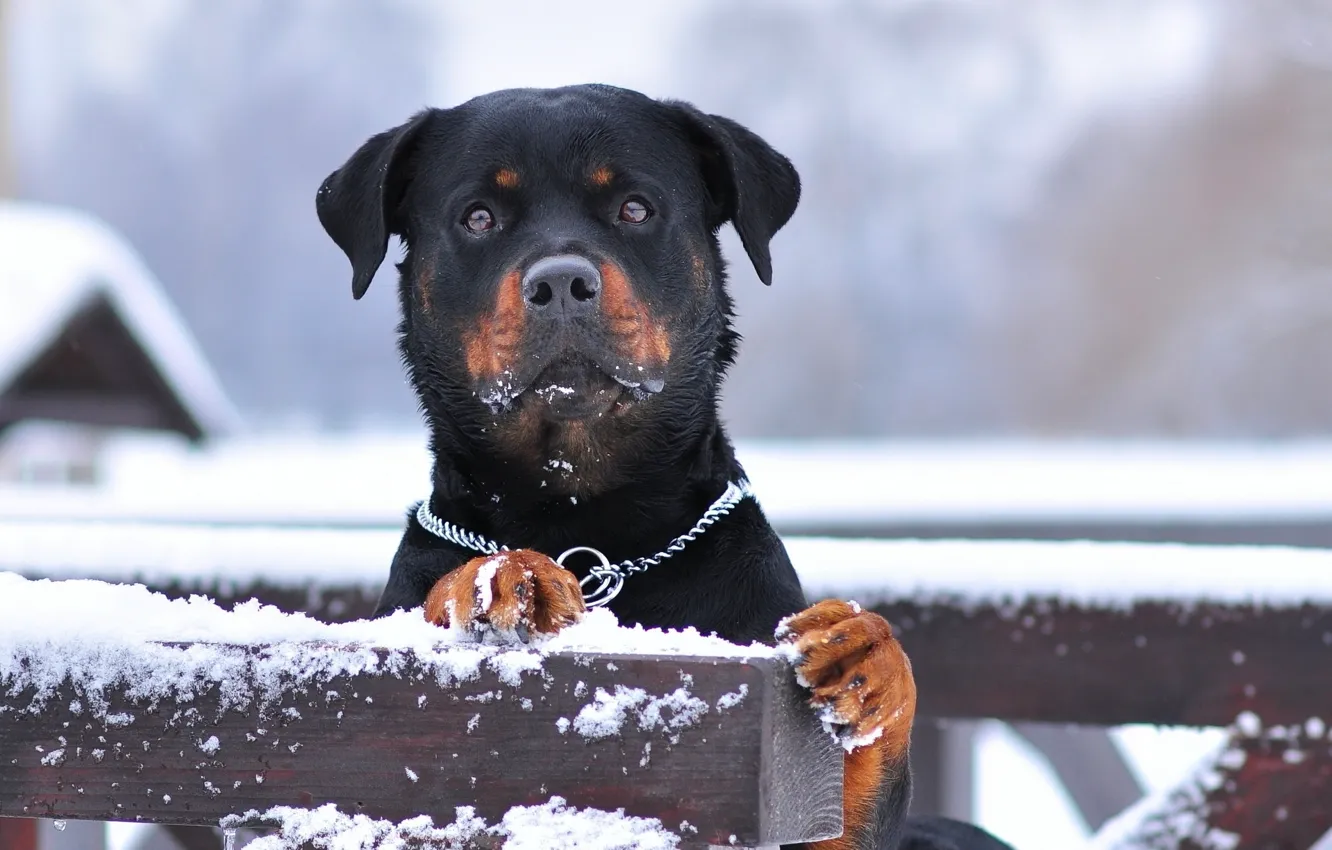 Photo wallpaper winter, snow, official breed, rottweiler