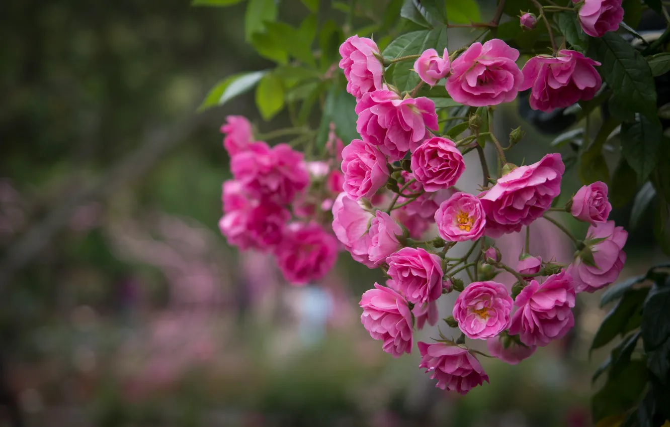 Photo wallpaper roses, pink, the bushes