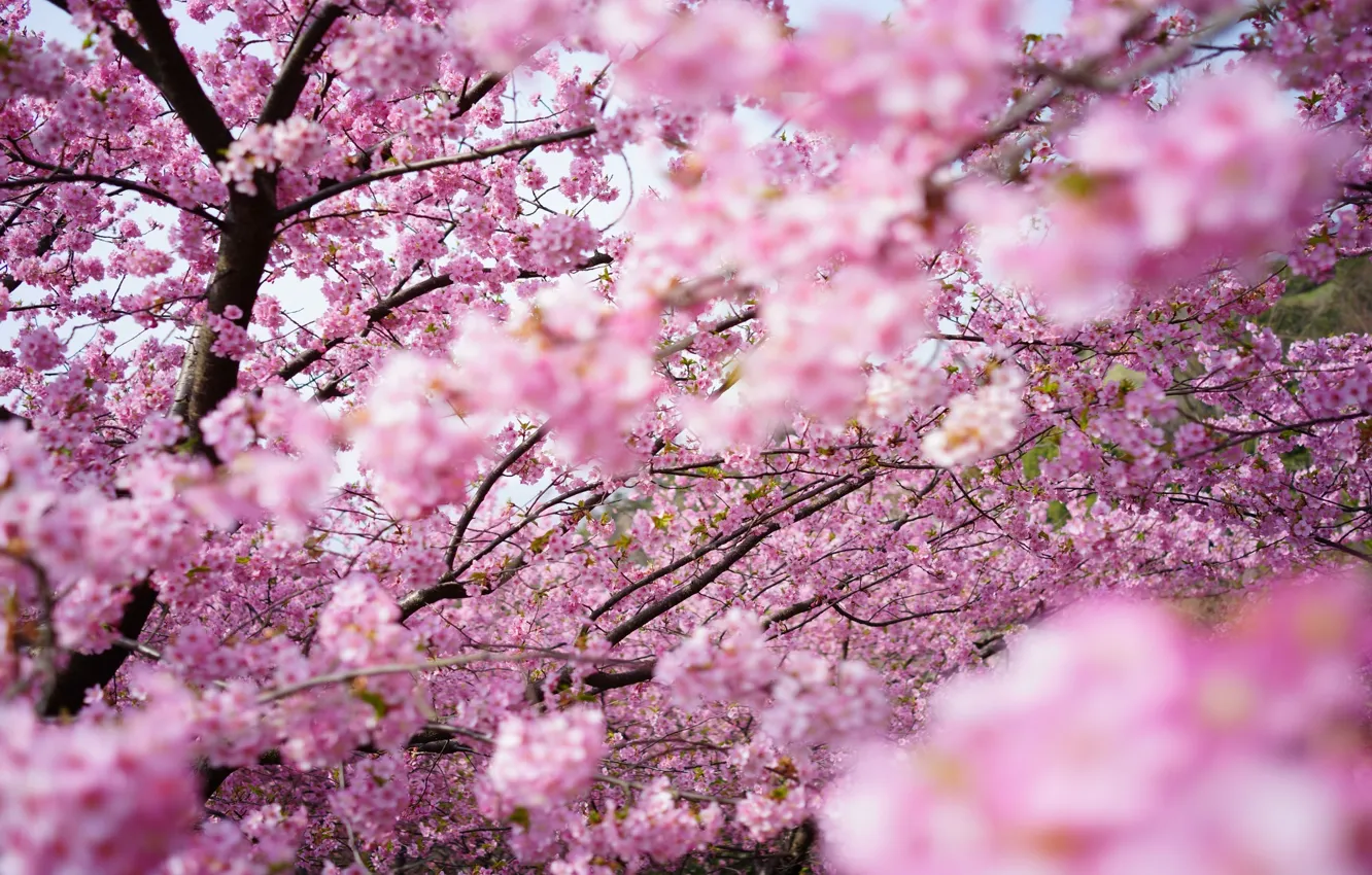 Photo wallpaper branches, Sakura, blur, flowering
