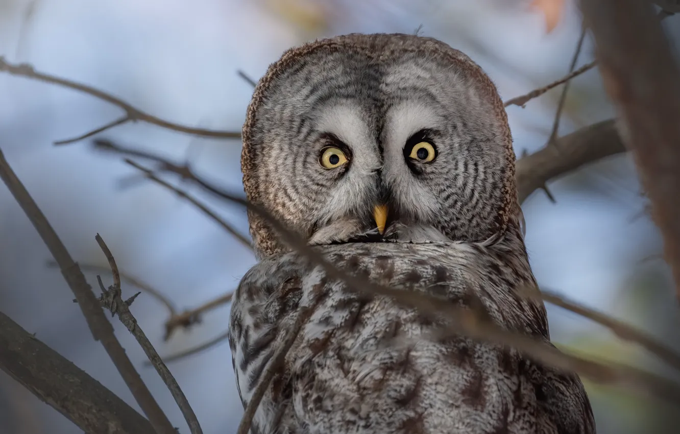 Photo wallpaper branches, owl, bird, Gray owl