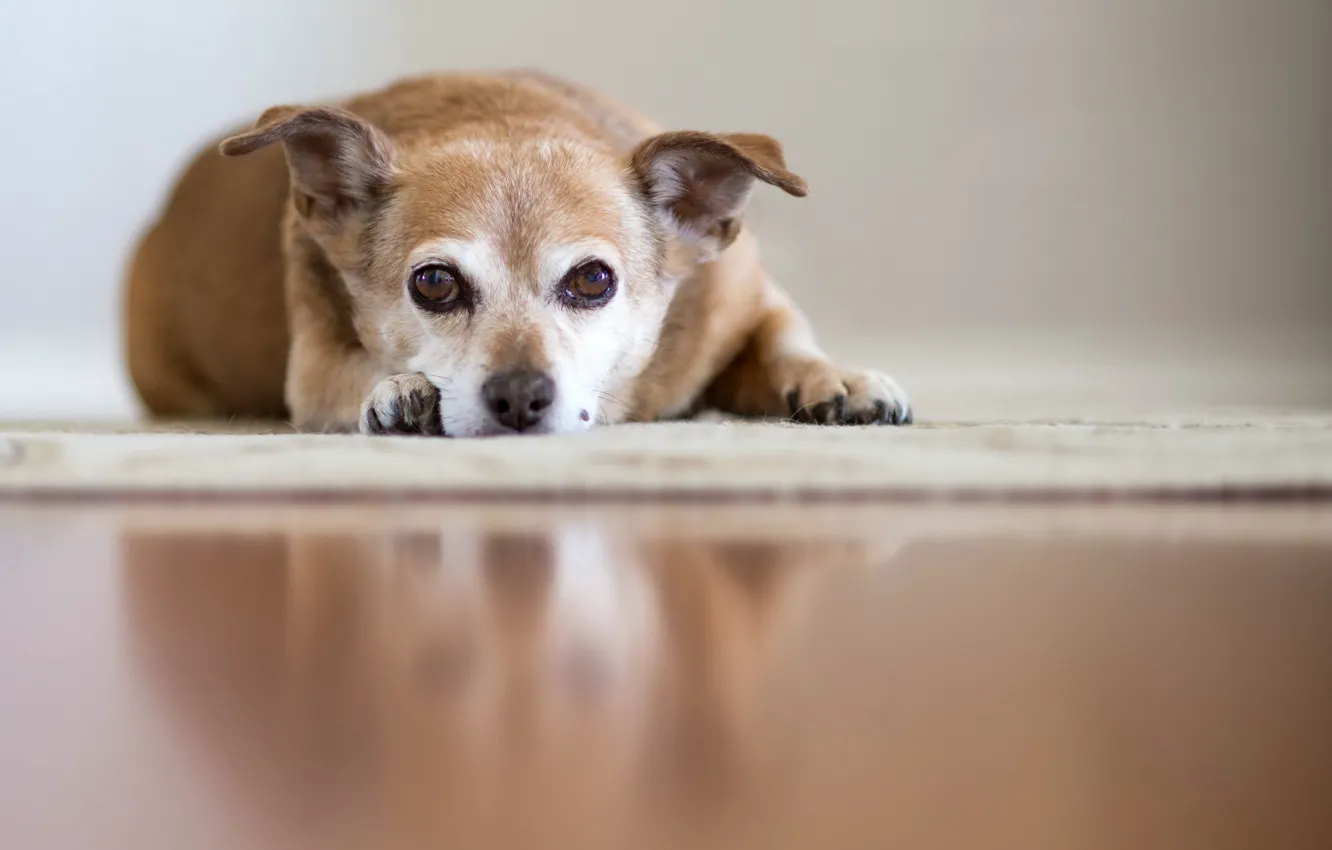 Photo wallpaper look, each, dog