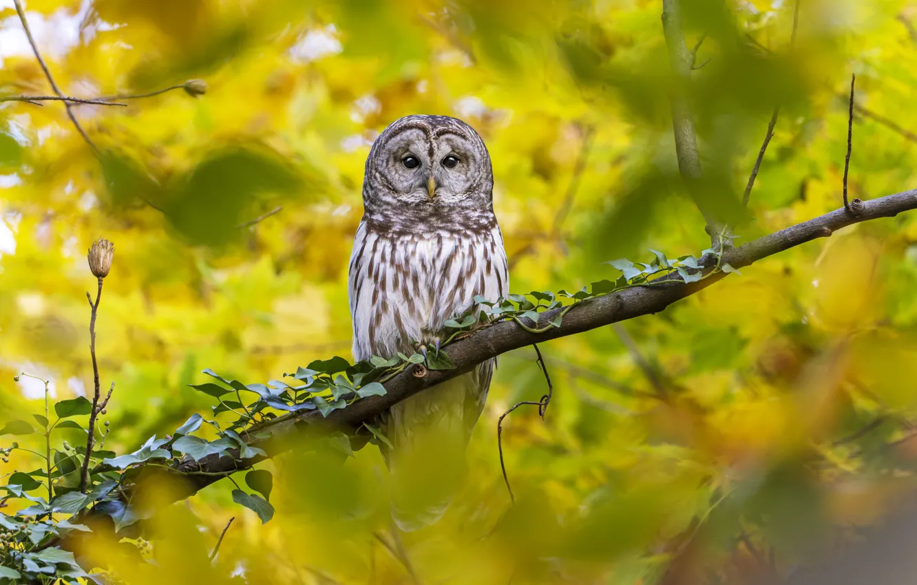 Photo wallpaper autumn, look, branches, nature, owl, bird, foliage, bokeh