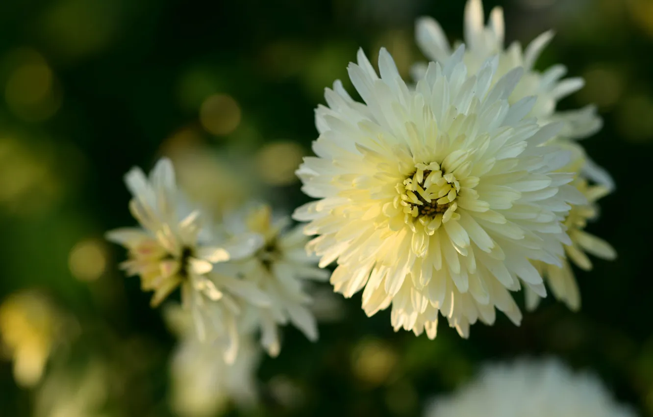 Photo wallpaper white, flowers, chrysanthemum
