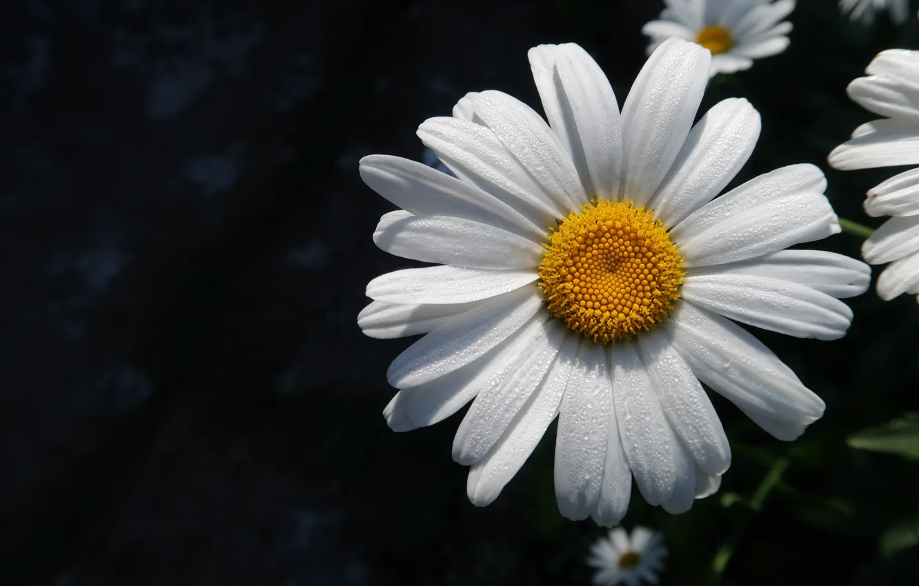 Photo wallpaper macro, flowers, Daisy, flowers, macro, on a black background, chamomile, on a black background