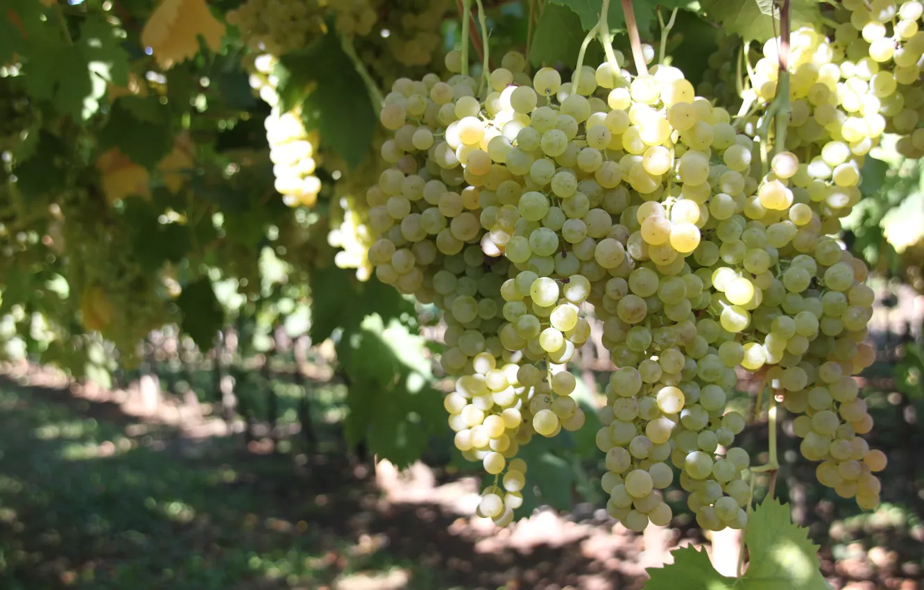 Photo wallpaper white, grapes, bunch