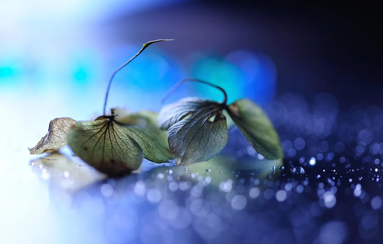 Photo wallpaper glare, leaves, bokeh