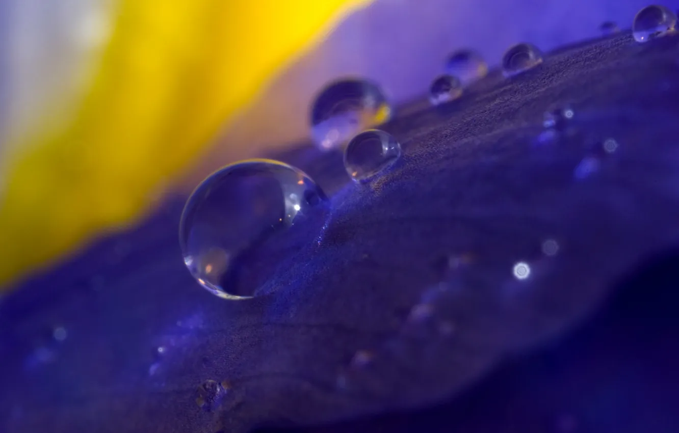 Photo wallpaper leaves, water, drops, macro, background, iris