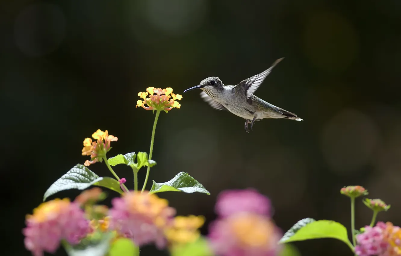 Photo wallpaper flowers, nectar, bird, Hummingbird, Sunny