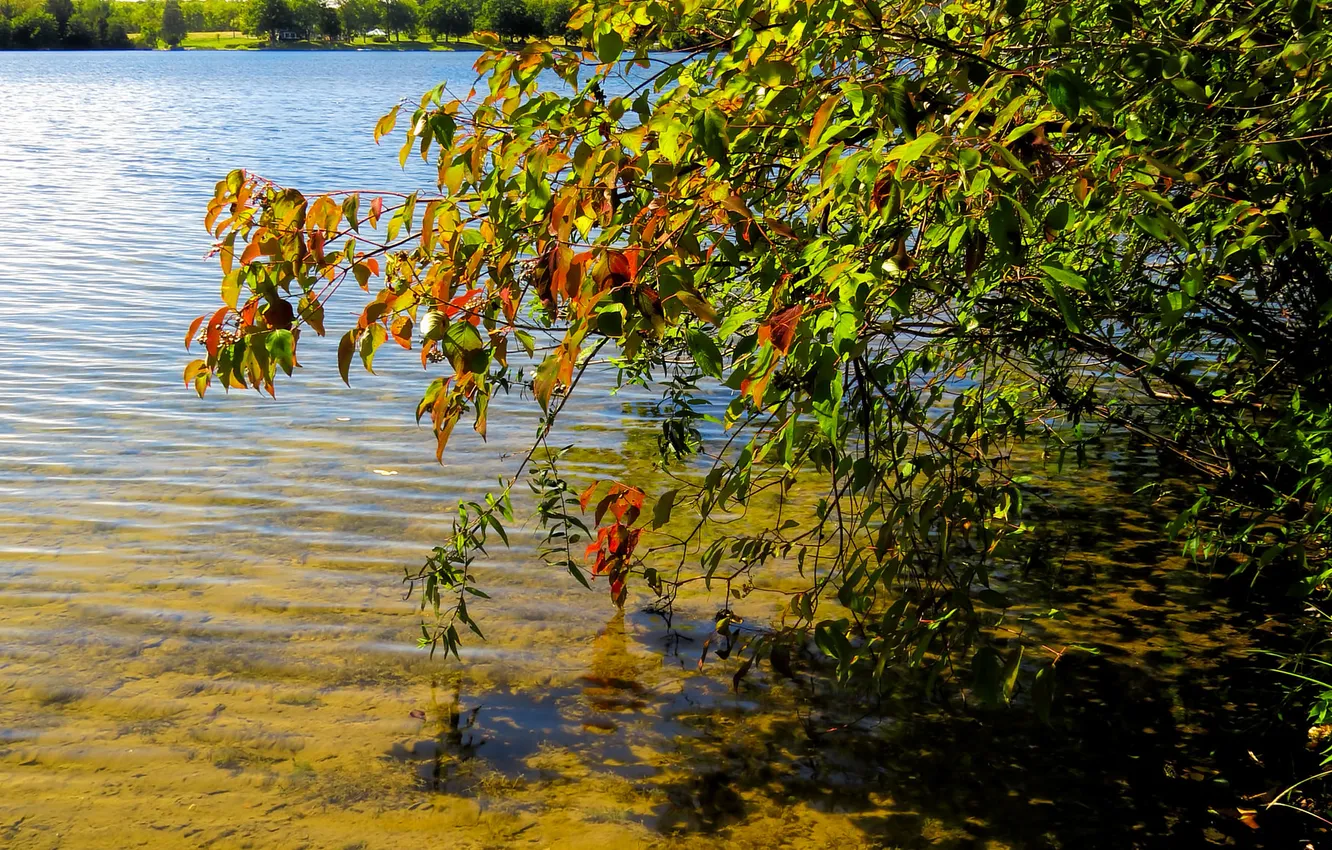 Photo wallpaper autumn, leaves, water, lake, tree