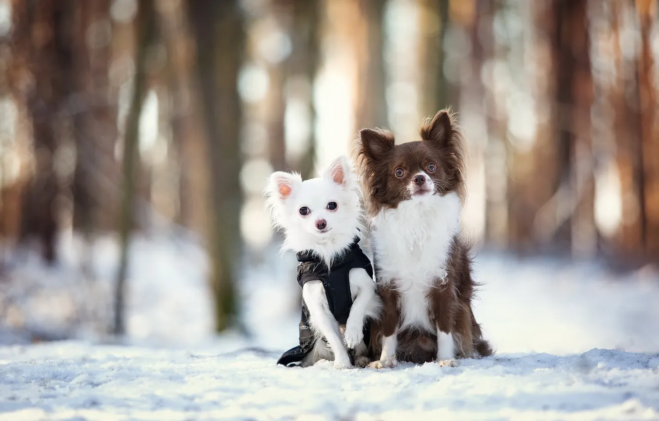 Photo wallpaper nature, each, dog