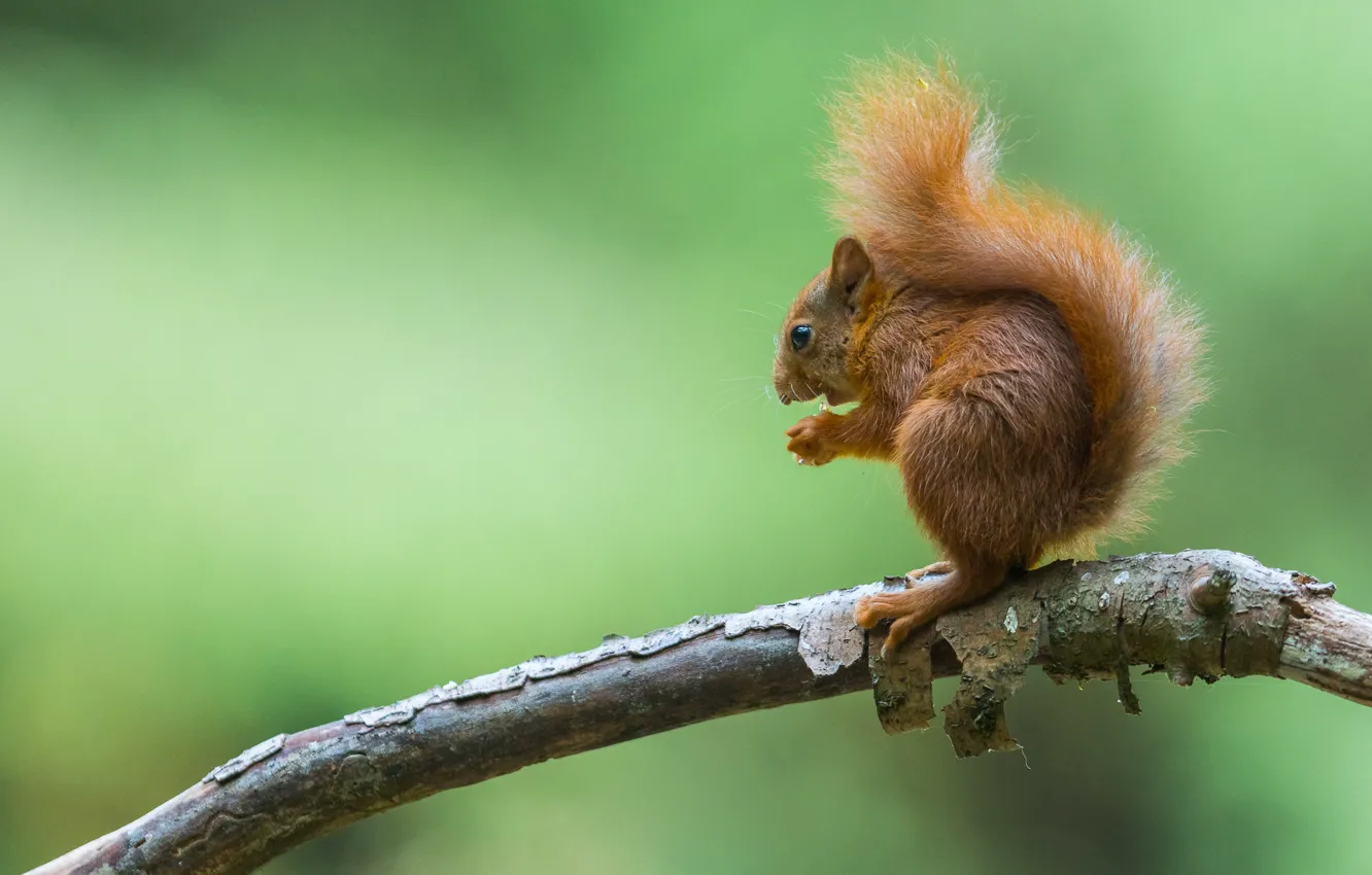 Photo wallpaper branches, pose, protein, tail, bark, sitting, green background, squirrel