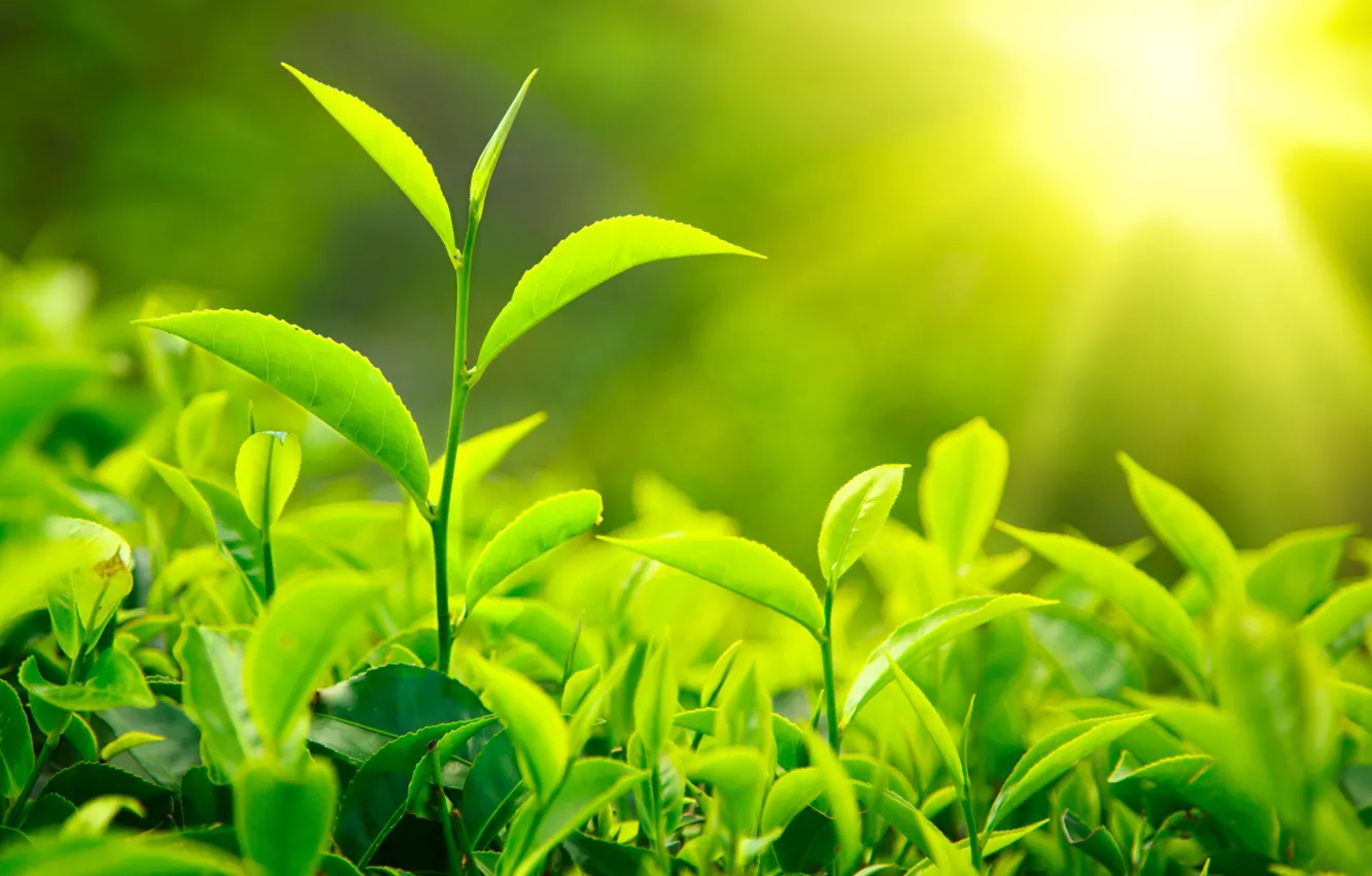 Photo wallpaper greens, leaves, tea, stem