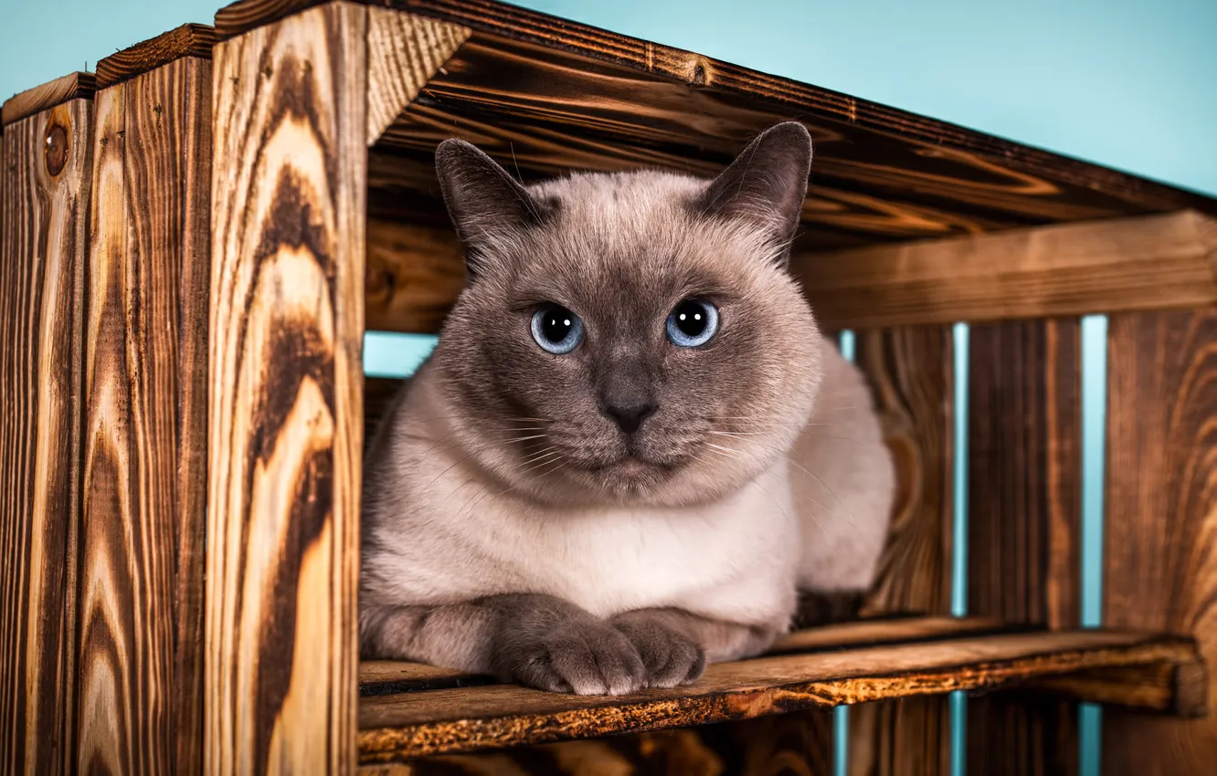 Photo wallpaper cat, cat, look, Board, face, Siamese