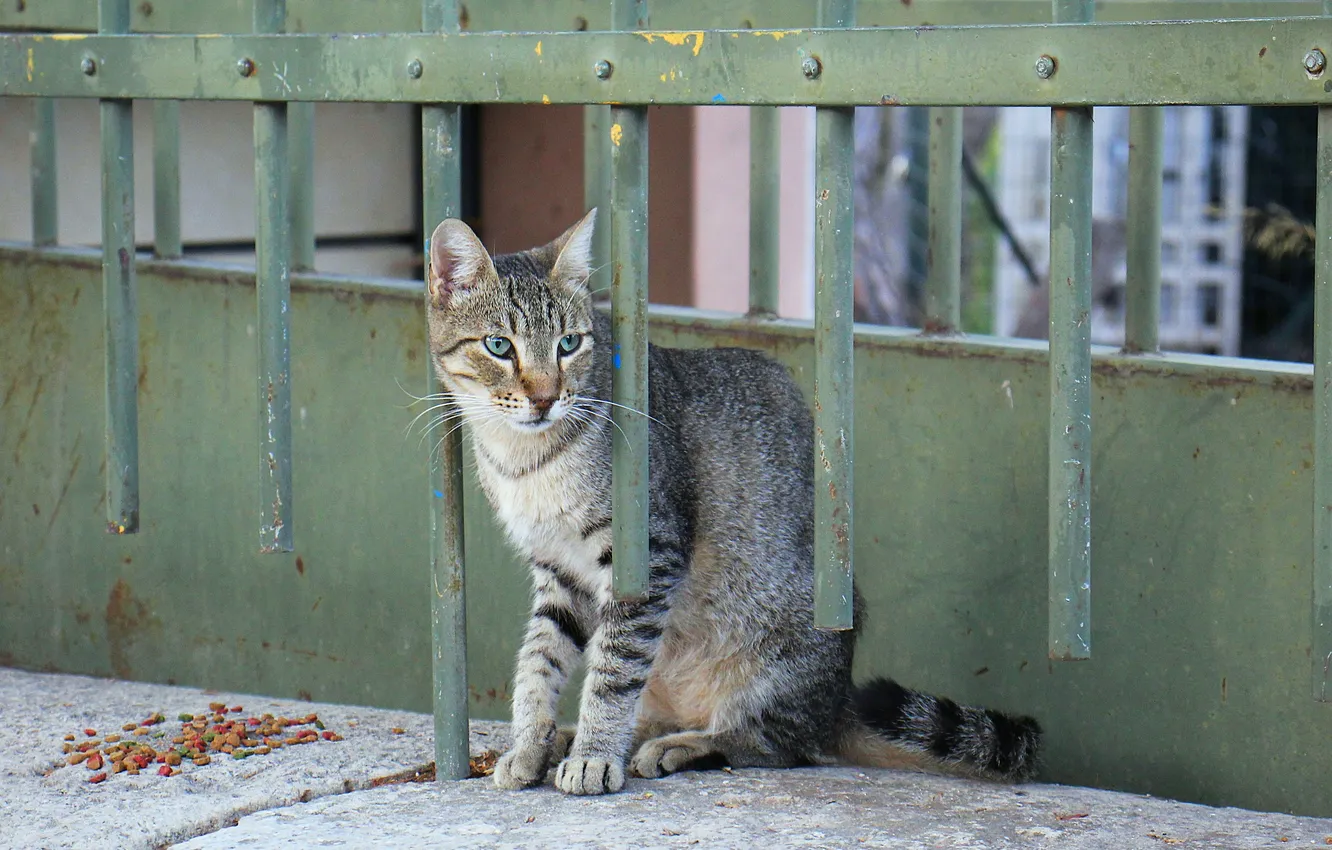 Photo wallpaper cat, look, animal