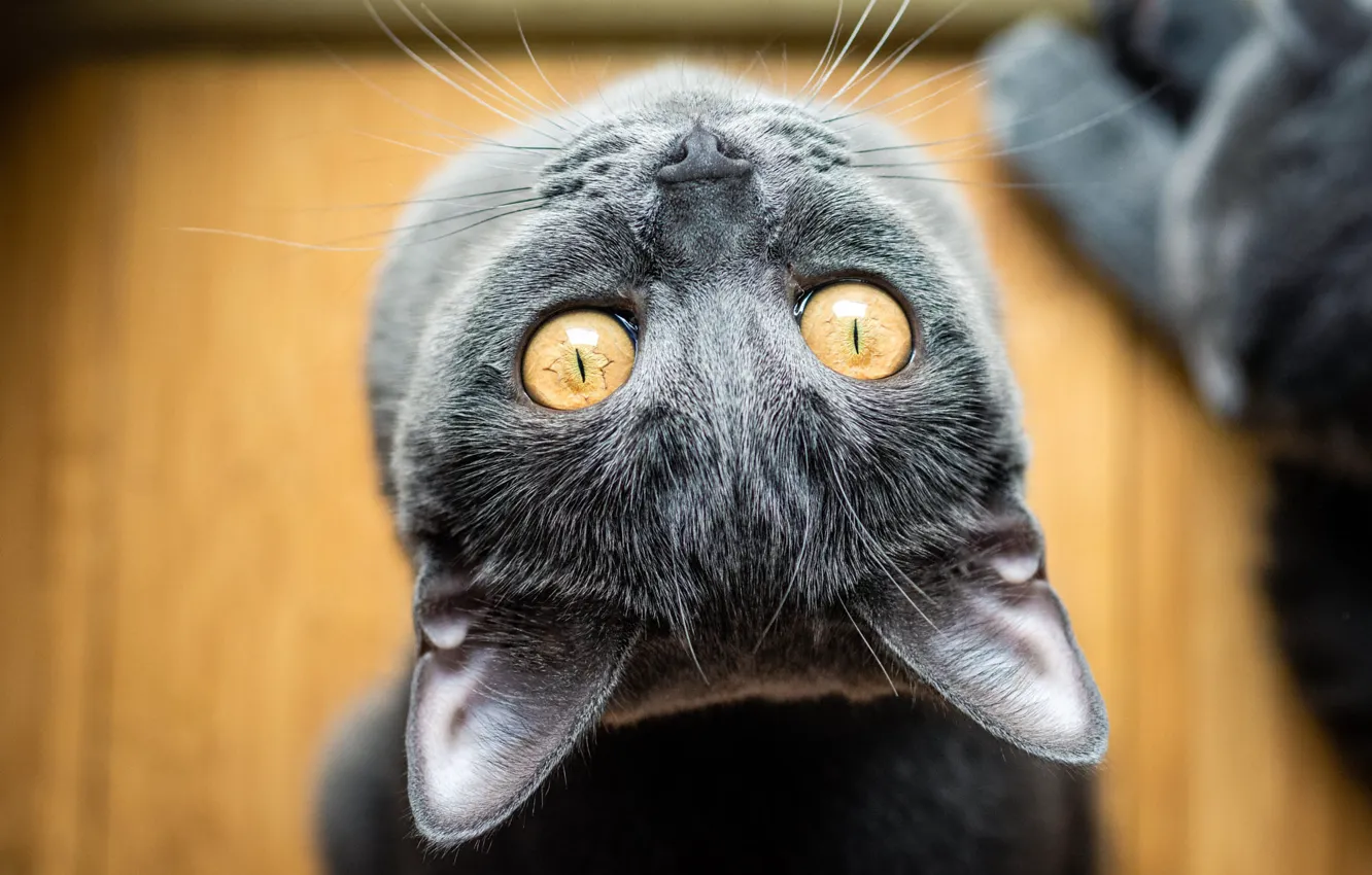 Photo wallpaper cat, look, orange, pose, grey, floor, kitty, face