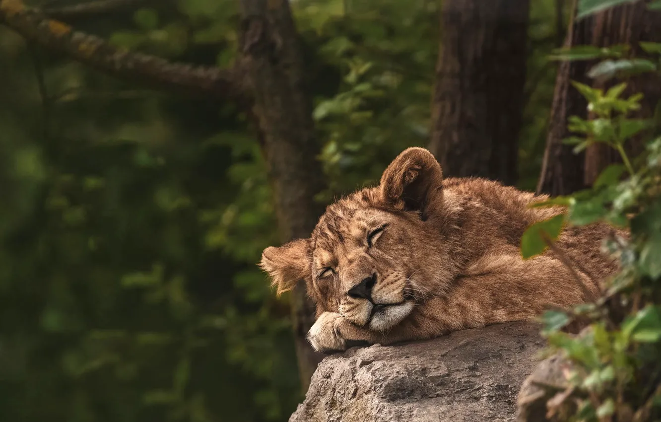 Photo wallpaper nature, pose, background, sleep, Leo, sleeping, lion