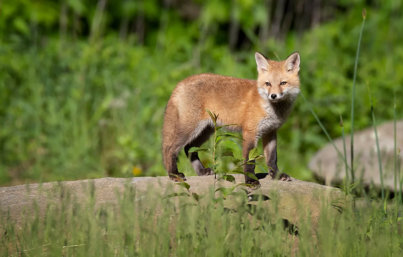Photo wallpaper grass, stones, Fox, Fox