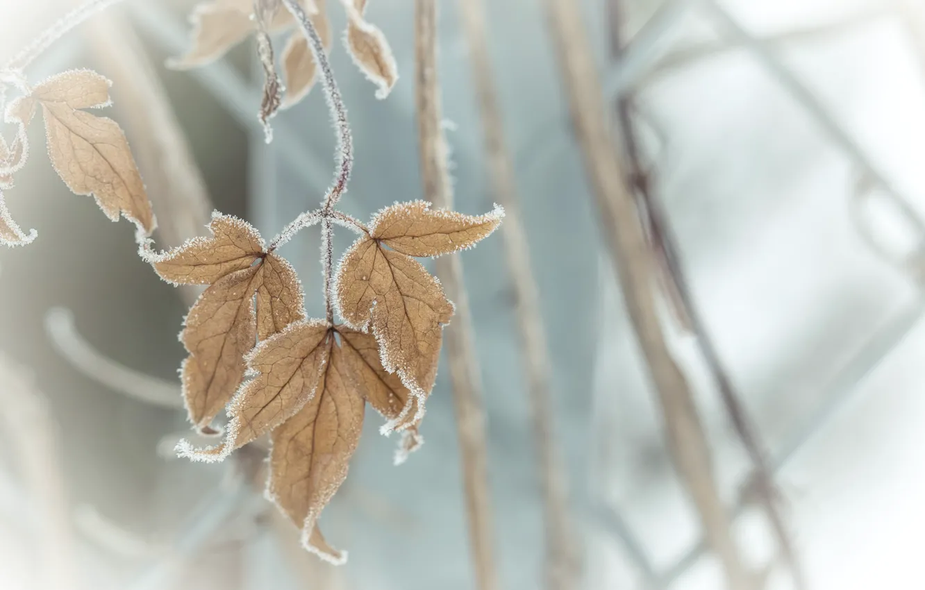 Photo wallpaper frost, autumn, leaves