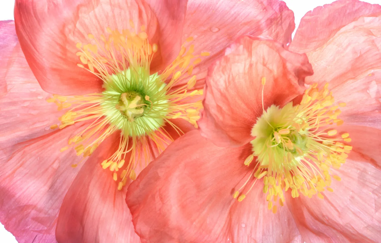 Photo wallpaper macro, Mac, petals