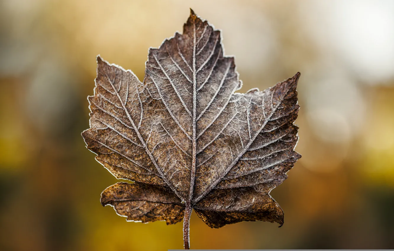 Photo wallpaper winter, frost, macro, sheet, dry, December