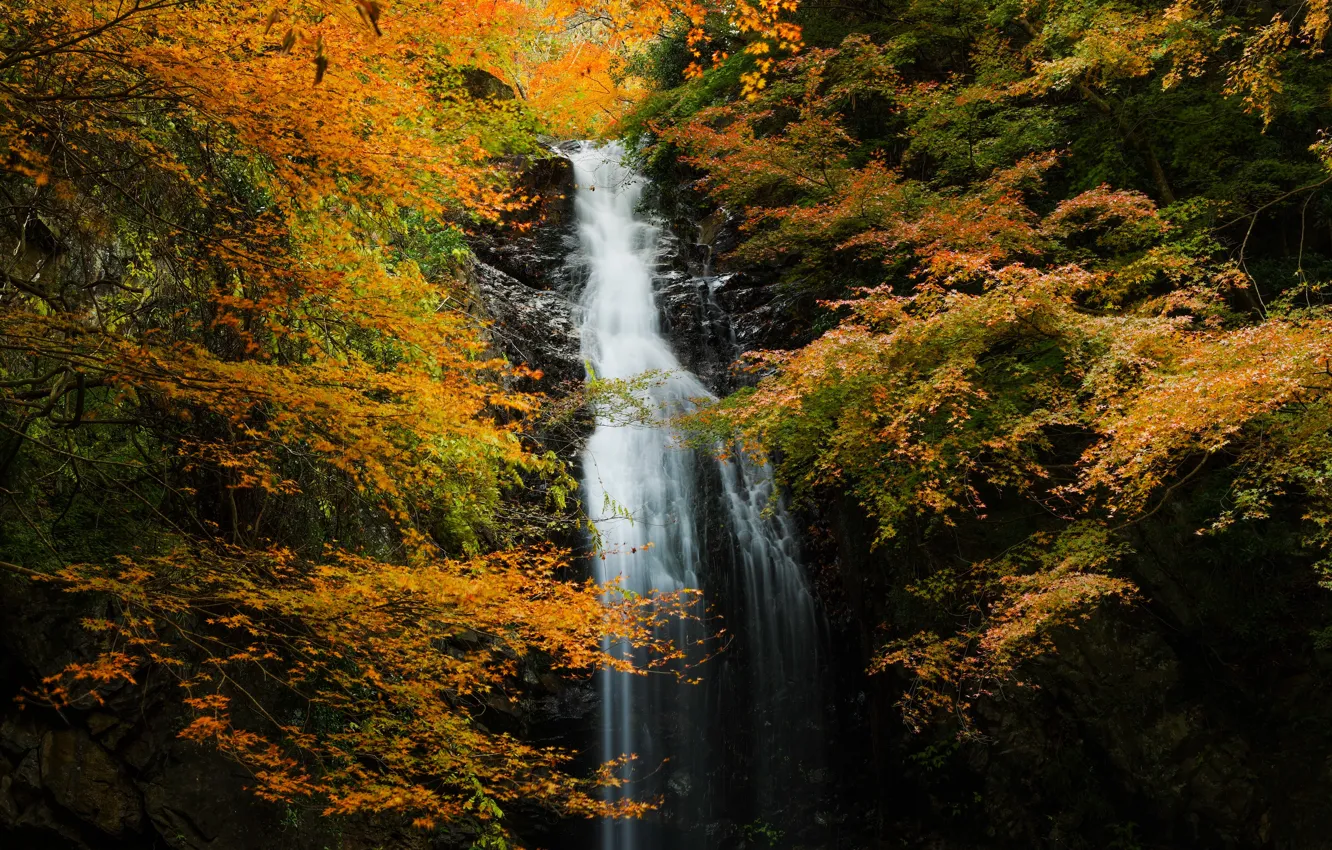 Photo wallpaper autumn, forest, leaves, trees, branches, rock, waterfall, yellow