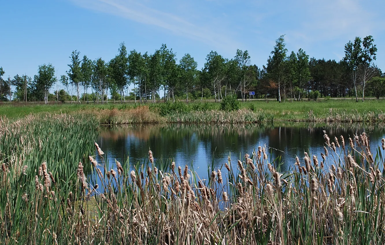 Photo wallpaper lake, reed, cattail