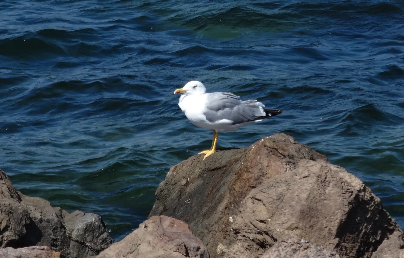 Photo wallpaper sea, wave, landscape, stones, widescreen, Wallpaper, seagulls, wallpaper
