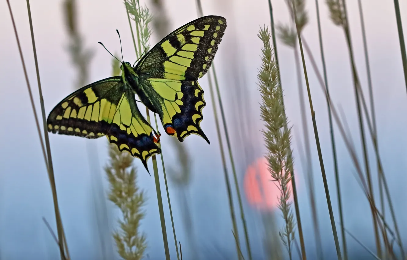 Photo wallpaper grass, nature, dawn, butterfly, morning, insect