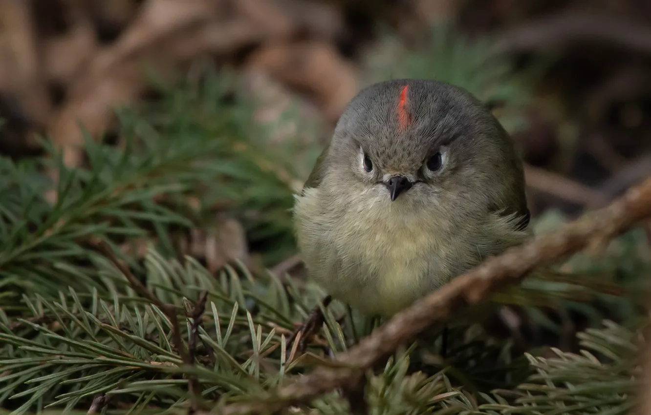 Photo wallpaper branches, nature, bird, needles, Wren