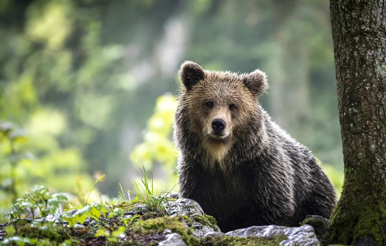 Photo wallpaper trees, nature, stones, animal, predator, bear, trunk