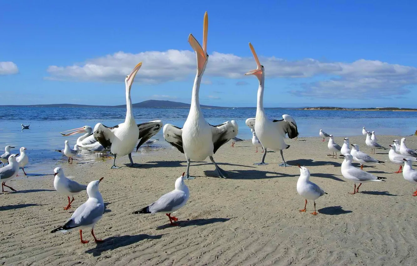 Photo wallpaper sand, sea, the sky, mountains, bird, shore, seagulls, dance