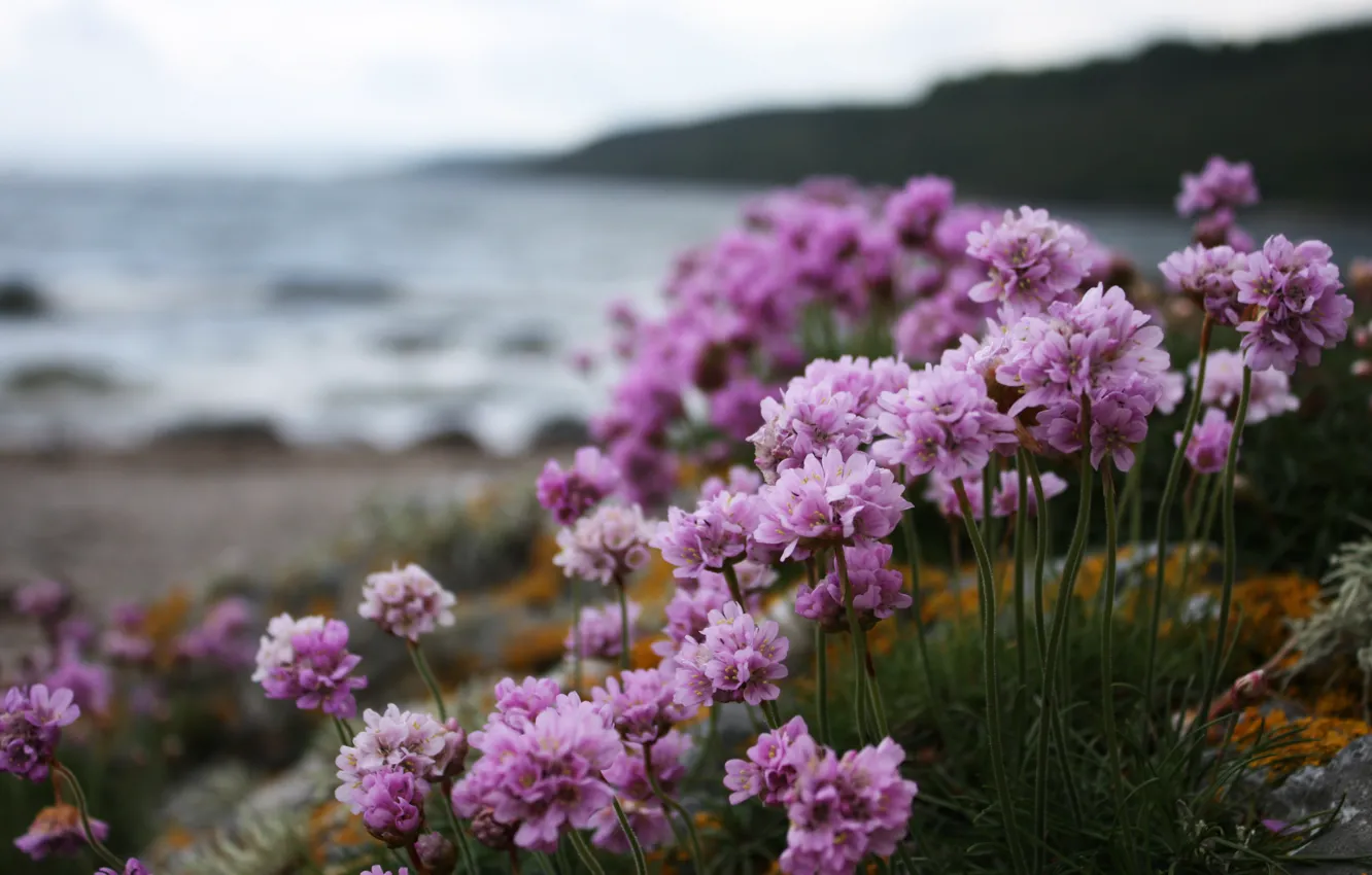 Photo wallpaper macro, flowers, nature, shore, plant, pink