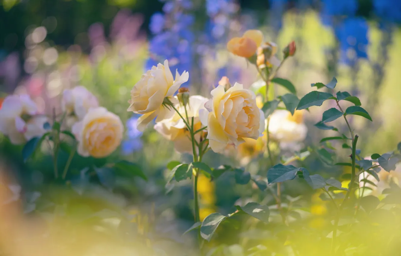 Photo wallpaper yellow, roses, bokeh