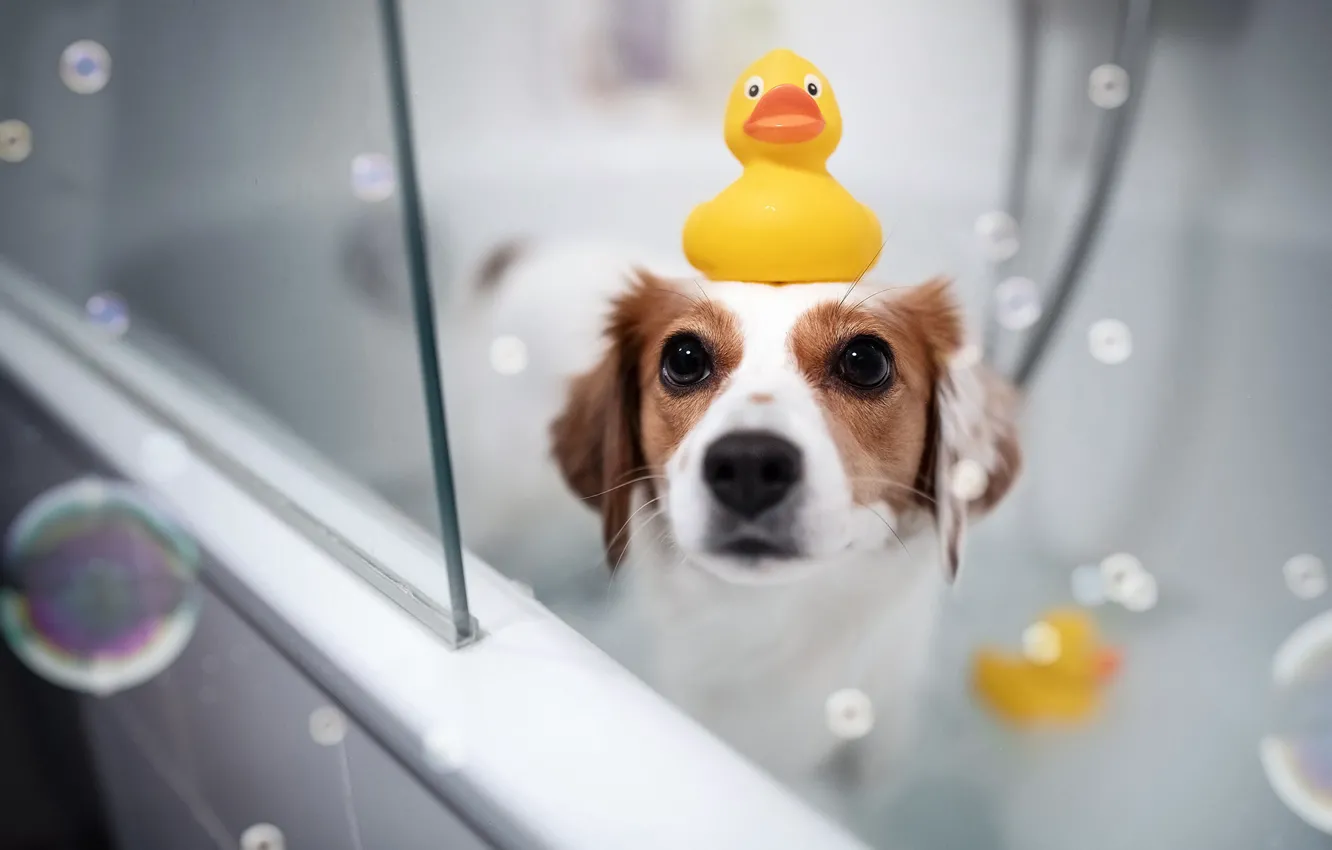 Photo wallpaper look, dog, bubbles, bath, face, duck, Kooikerhondje